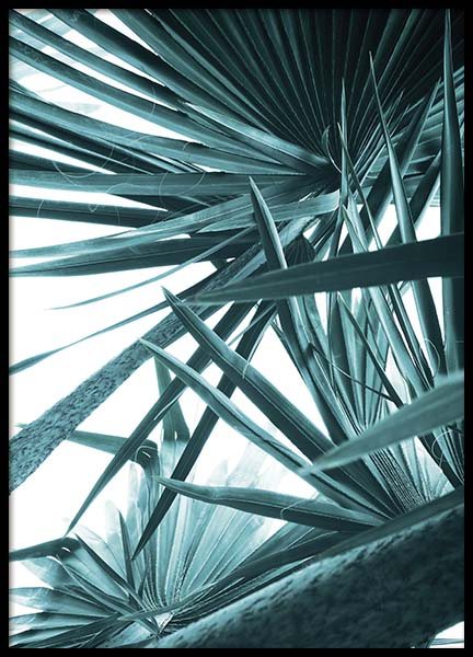Bismarck Palm No1 Plagát v skupine Plagáty / Umelecké fotografie v Desenio AB (10128)