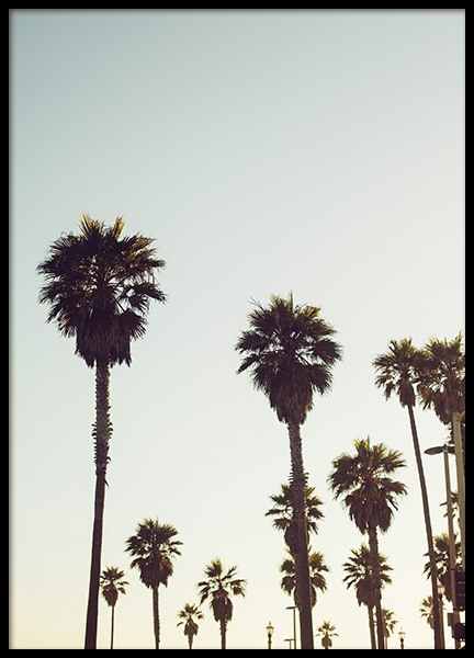 Palm Trees in California Plagát v skupine Plagáty / Prírodné motívy / Tropické v Desenio AB (10627)