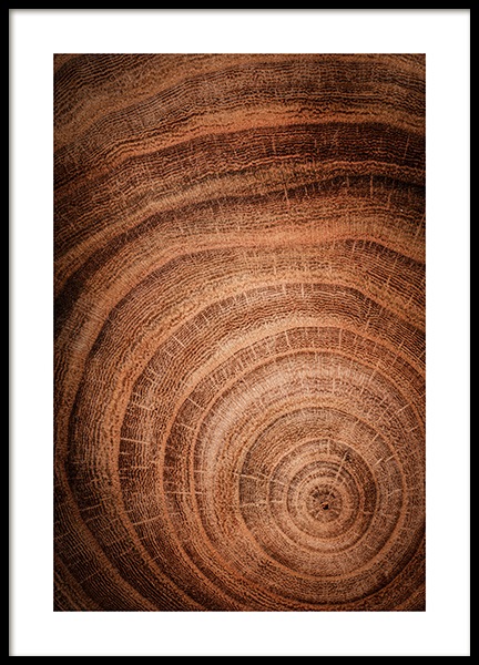 Growth Rings Plagát v skupine Plagáty / Prírodné motívy v Desenio AB (11873)