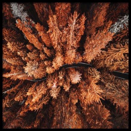 Autumn Colors Plagát v skupine Plagáty / Prírodné motívy v Desenio AB (11875)