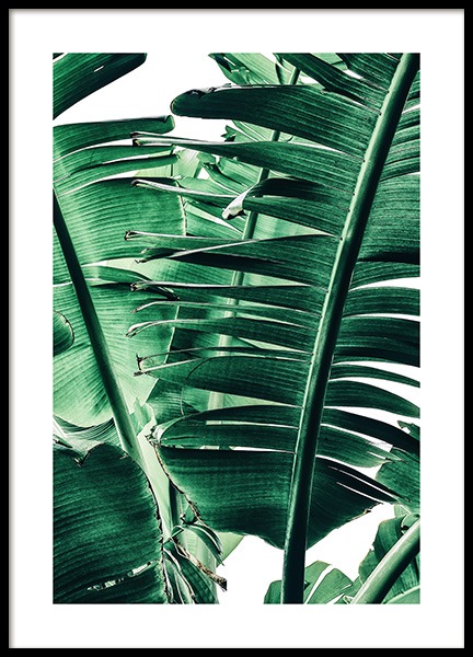 Banana Palm Leaves No1 Plagát v skupine Plagáty / Umelecké fotografie v Desenio AB (12052)