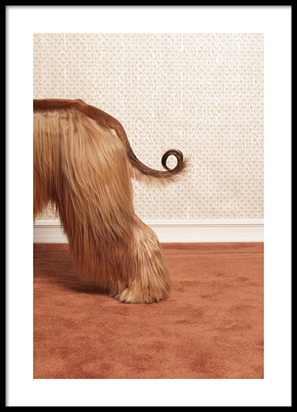 Afghan Hound Plagát v skupine Plagáty / Zvieratá /  v Desenio AB (13594)