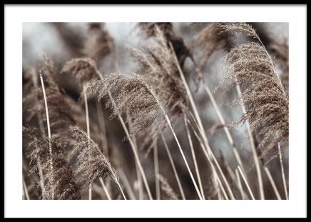 Dried Field Plagát v skupine Plagáty / Umelecké fotografie v Desenio AB (14906)