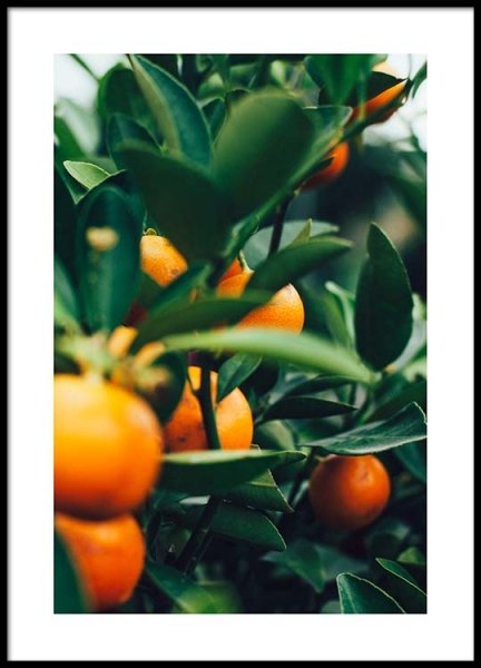 Orange Tree One Plagát v skupine Plagáty / Umelecké fotografie v Desenio AB (2469)