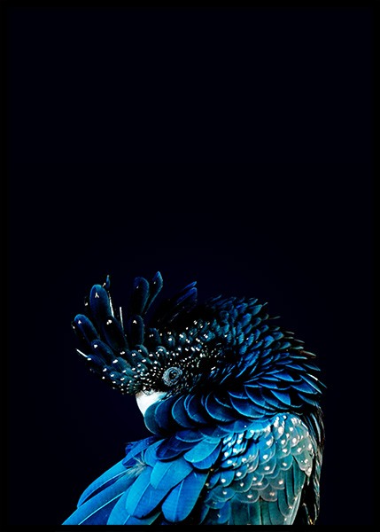 Blue Cockatoo Plagát v skupine Plagáty / Umelecké fotografie v Desenio AB (2730)