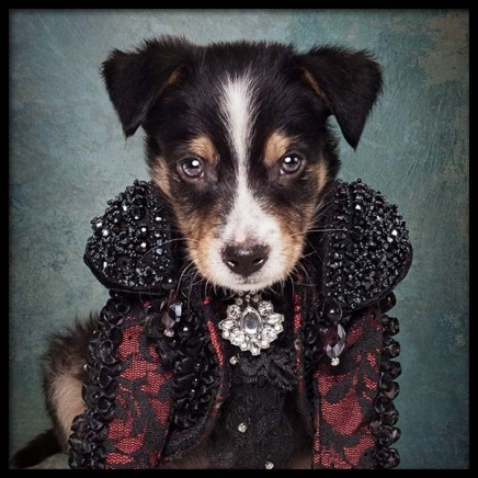 Puppy Portrait 2 Plagát v skupine Plagáty / Obrazy pre deti v Desenio AB (3726)