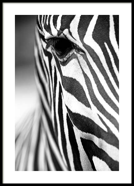 Zebra Close Up Plagát v skupine Plagáty / Čiernobiele plagáty v Desenio AB (3855)