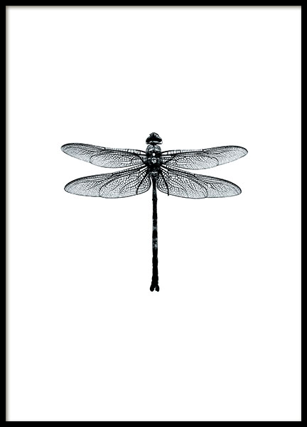 Dragonfly Black And White, Plagát v skupine Plagáty / Čiernobiele plagáty v Desenio AB (7568)