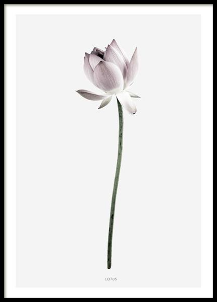 Lotus, Plagát v skupine Plagáty / Rastlinné motívy / Kvety v Desenio AB (7910)