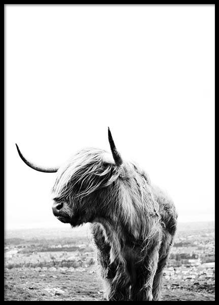 Highland Cow Plagát v skupine Plagáty / Umelecké fotografie v Desenio AB (8825)