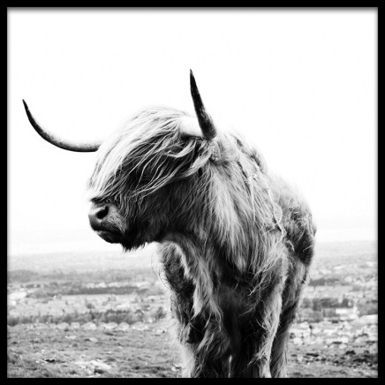 Highland Cow B&W Plagát v skupine Plagáty / Zvieratá v Desenio AB (8826)