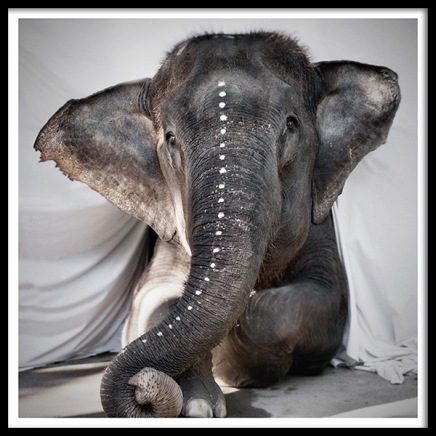 Love Warriors Adele Plagát v skupine Plagáty / Umelecké fotografie v Desenio AB (Pre5631)