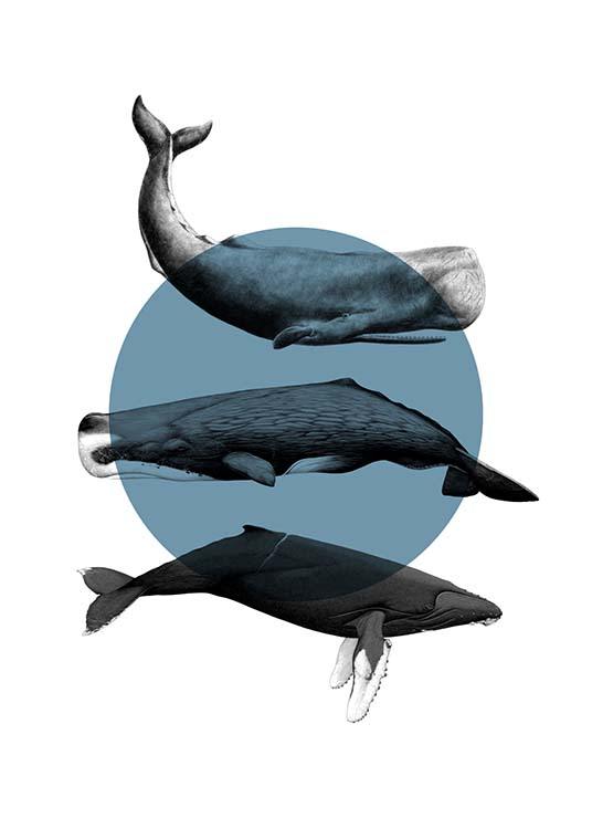 Whales Graphic Plagát