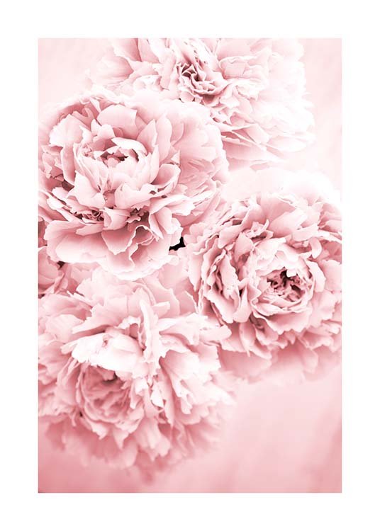 Pink Dream Plagát / Umelecké fotografie v Desenio AB (10054)