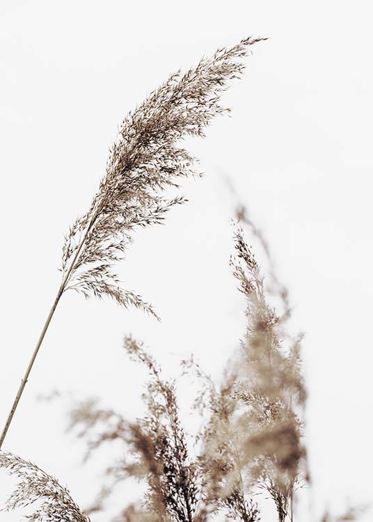  – Fotografia suchej béžovej trávy so sivou oblohou v pozadí