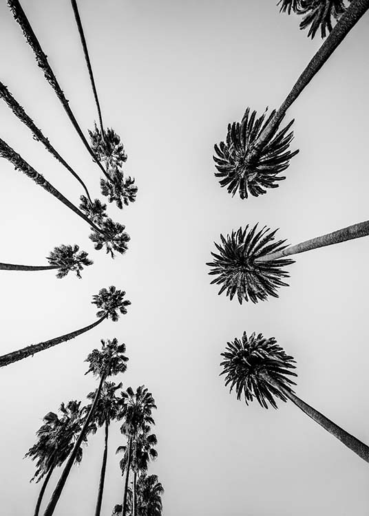 Palm Trees Above Plagát / Čiernobiele plagáty v Desenio AB (10234)