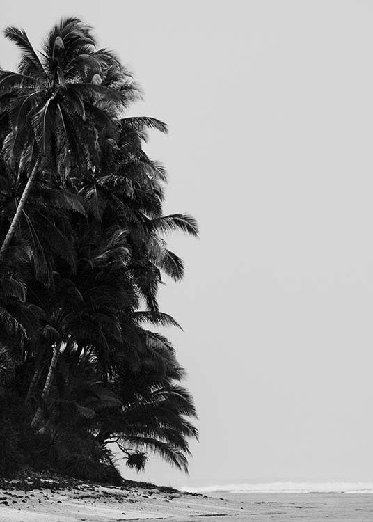 Palm Trees By Sea Plagát / Čiernobiele plagáty v Desenio AB (10235)