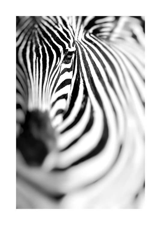 Zebra Portrait Plagát / Čiernobiele plagáty v Desenio AB (10400)