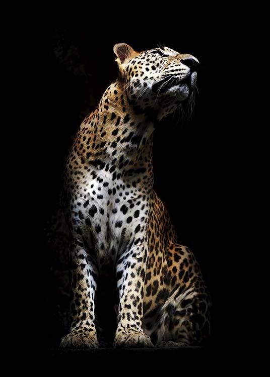 Leopard In Light Plagát / Umelecké fotografie v Desenio AB (10404)