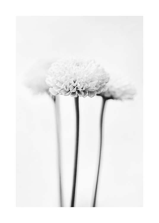 White Chrysanthemums Plagát / Čiernobiele plagáty v Desenio AB (10421)