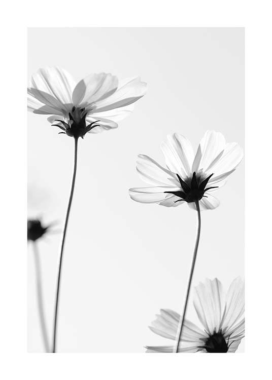 White Cosmos Flowers Plagát / Čiernobiele plagáty v Desenio AB (10422)