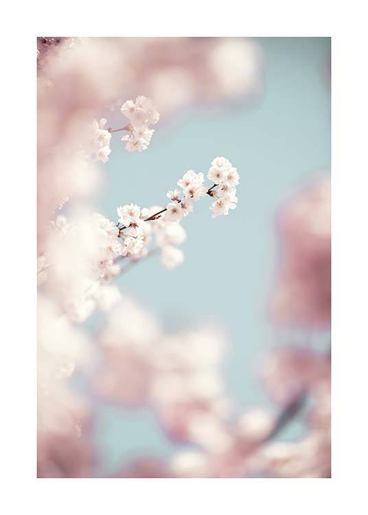 Cherry Blossom No1 Plagát / Umelecké fotografie v Desenio AB (10426)