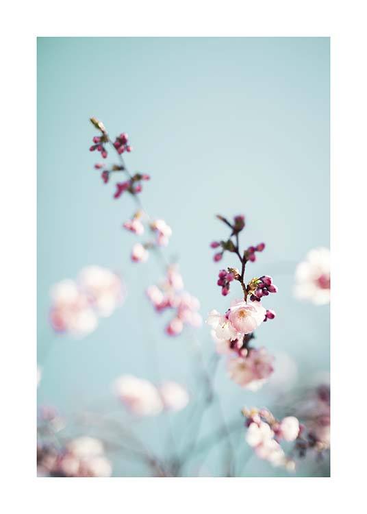 Cherry Blossom No2 Plagát / Umelecké fotografie v Desenio AB (10427)