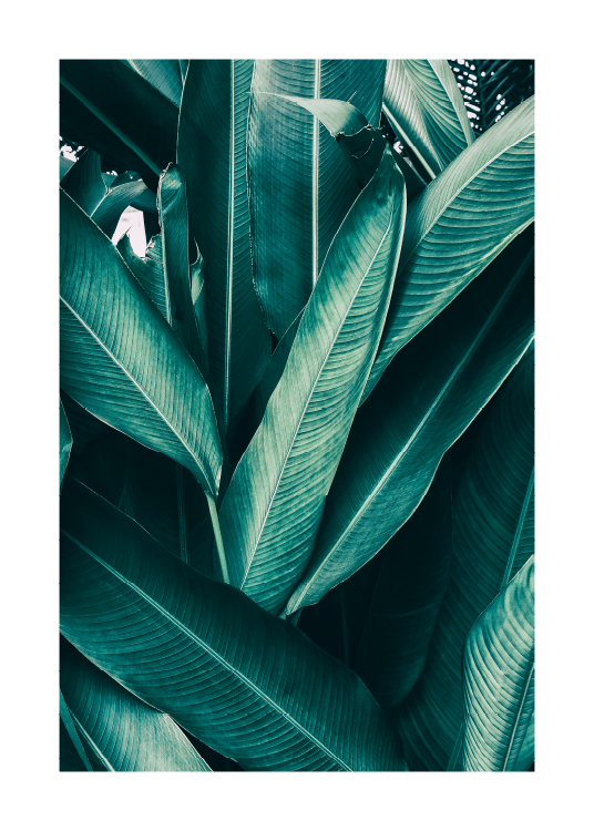 Tropical Leaves No1 Plagát / Umelecké fotografie v Desenio AB (10439)