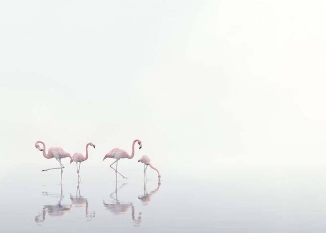Flamingos on Foggy Water Plagát