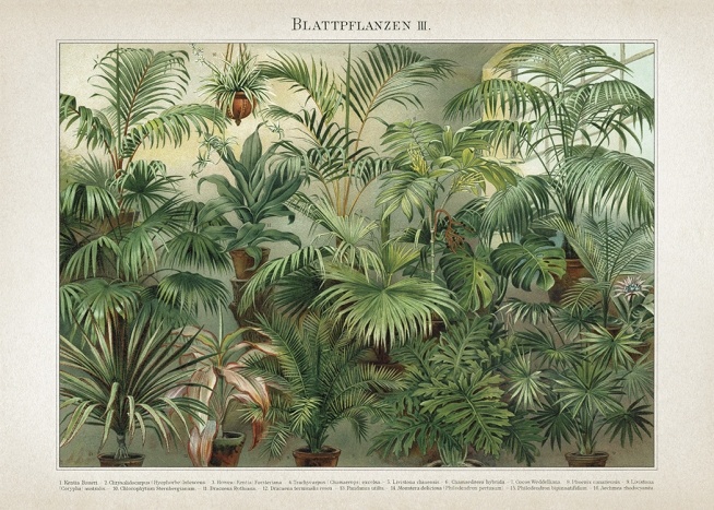 Vintage Print Collection No8 Plagát