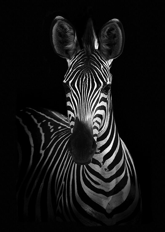 Zebra on Black Plagát / Čiernobiele plagáty v Desenio AB (10618)