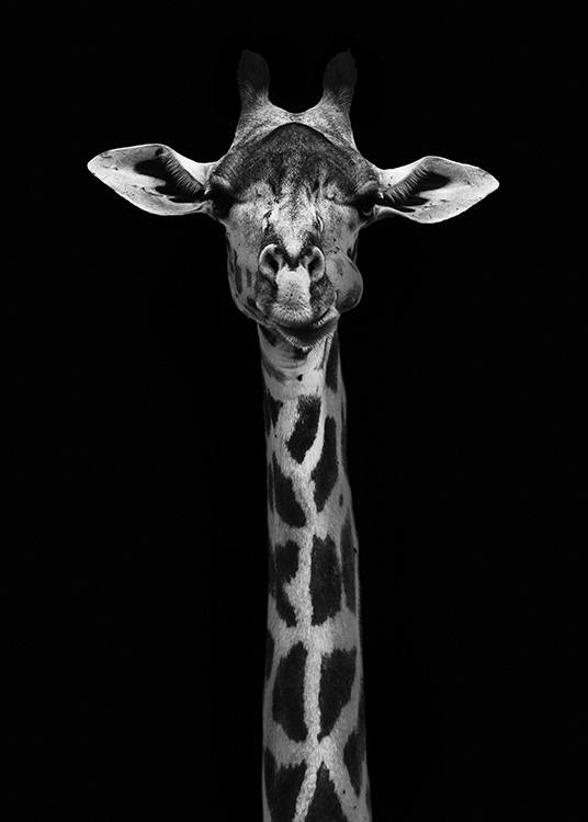 Giraffe on Black Plagát / Čiernobiele plagáty v Desenio AB (10619)