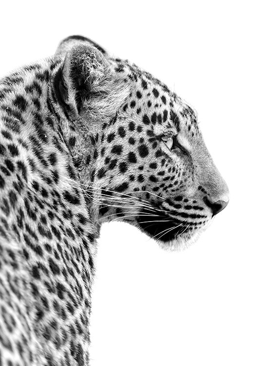 Leopard Profile Plagát