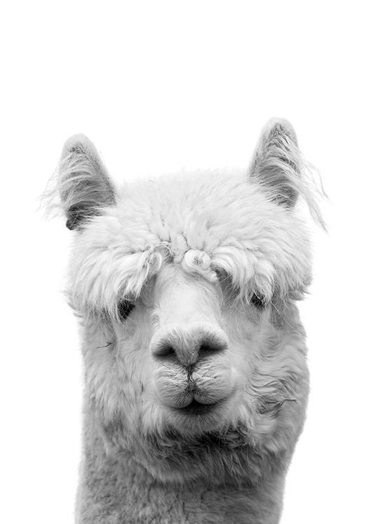 Lama B&W Plagát