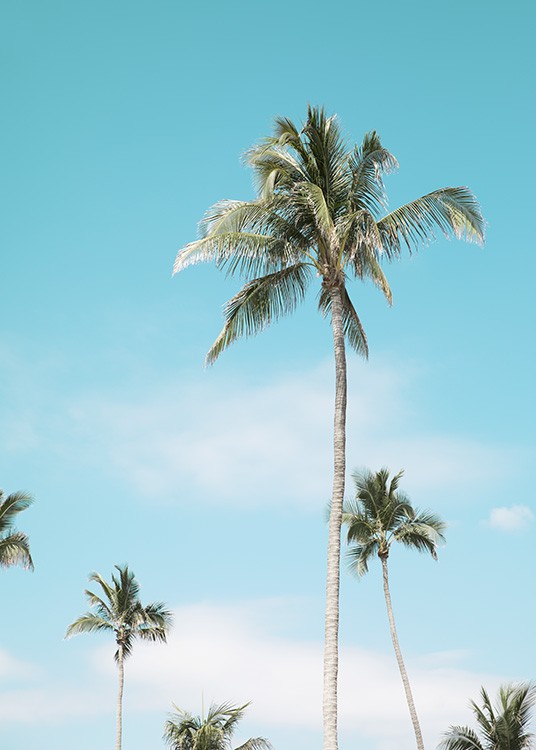 Miami Beach Palms Plagát / Tropické v Desenio AB (10764)