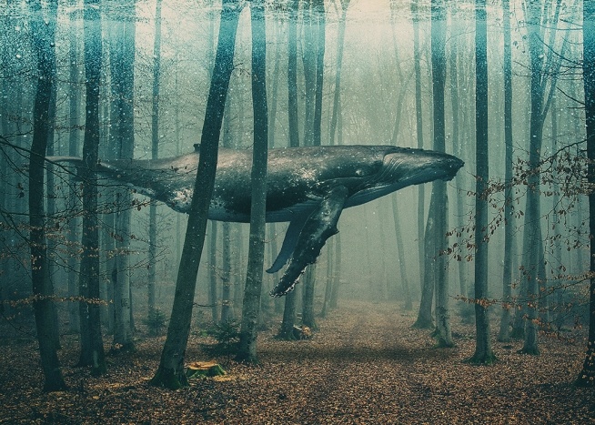 Whale in Forest Plagát