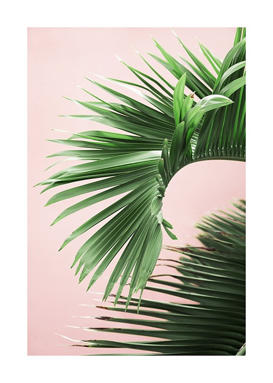 Pink and Green Palm No2 Plagát