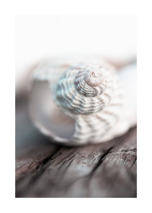 Seashell Plagát / Umelecké fotografie v Desenio AB (10884)