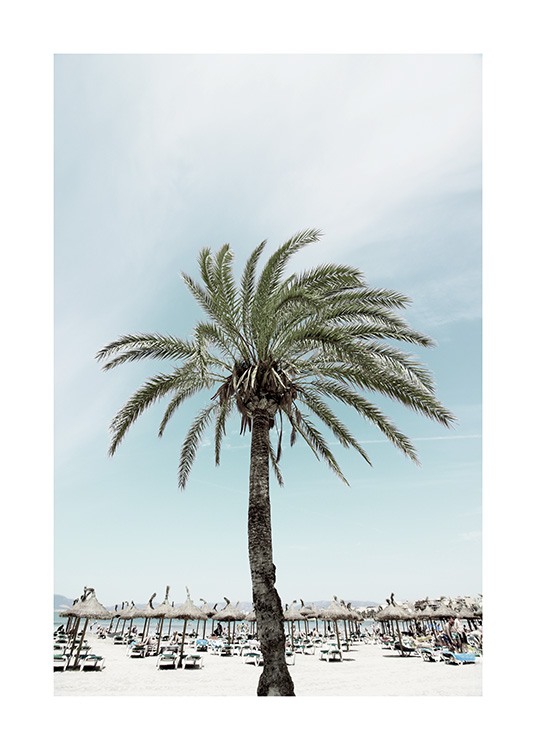 Sunbeds and Palm Tree Plagát / Prírodné motívy v Desenio AB (10893)