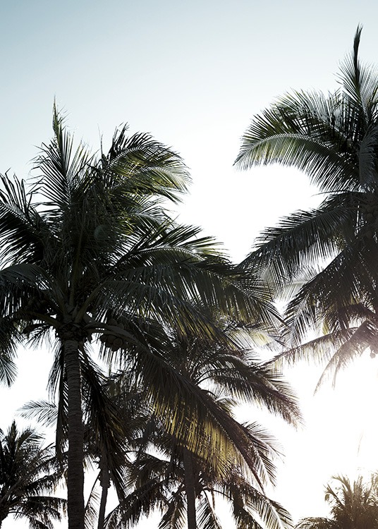 Palms & Sunlight Plagát / Tropické v Desenio AB (10961)