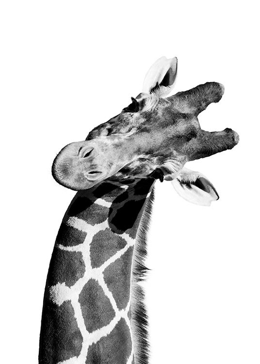 Giraffe Portrait Plagát