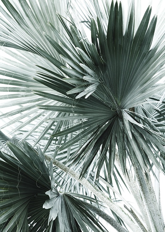 Tropical Palm Leaves No2 Plagát