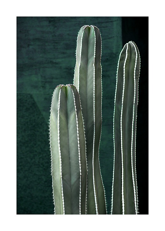 Dark Green Cactus Plagát / Umelecké fotografie v Desenio AB (10983)