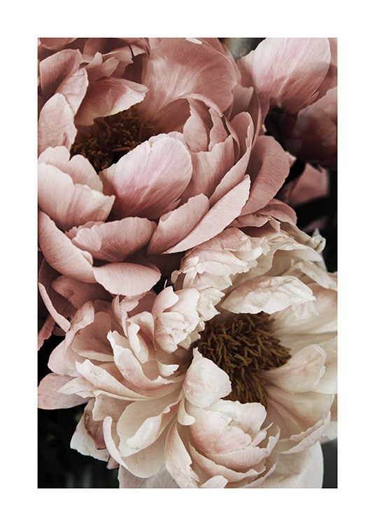  – Detailný záber na zakvinutú bielu a ružovú pivonku