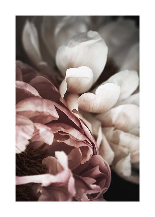 Pink and White Peony Plagát / Umelecké fotografie v Desenio AB (10989)