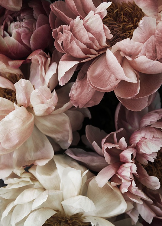  – Kvetinová fotografia s ružovými a bielymi pivonkami v plnom kvete