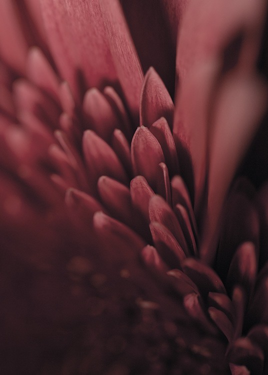 Burgundy Flower Close Up Plagát / Umelecké fotografie v Desenio AB (11188)