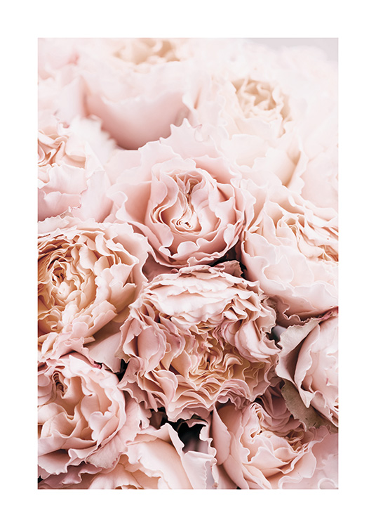 Bouquet of Roses Plagát / Umelecké fotografie v Desenio AB (11189)
