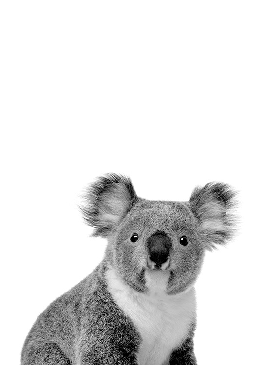 Koala Plagát / Čiernobiele plagáty v Desenio AB (11256)