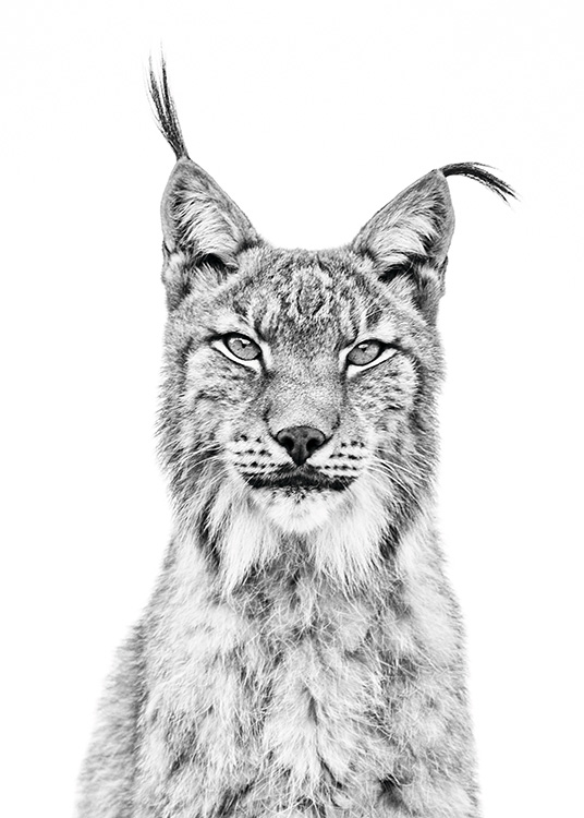 Lynx Plagát / Čiernobiele plagáty v Desenio AB (11257)